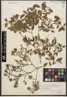 Foto von Salix starkeana Willd.
